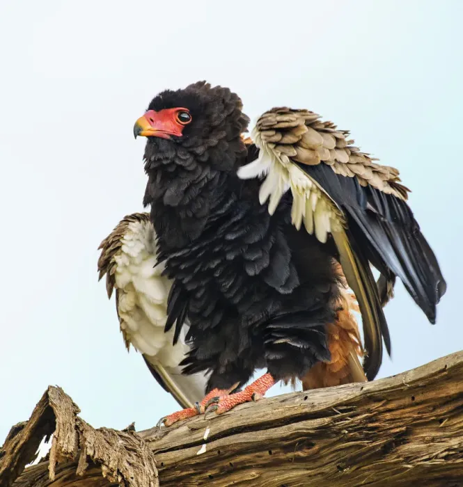 Framed Print : Bateleur Eagle Close Up Fluffing Feathers Against Sky at Samburu, Kenya Framed Print : Bateleur Eagle Close Up Fluffing Feathers Against Sky at Samburu, Kenya