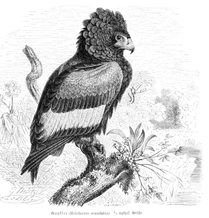 Framed Print : Bateleur eagle engraving 1892 Framed Print : Bateleur eagle engraving 1892