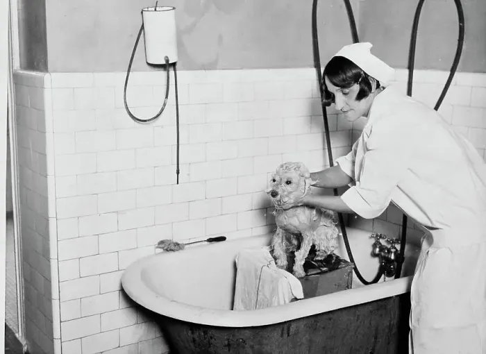Framed Print : Bath Day. Doctor Locke gives a bath to a dog as as part of its treatment Framed Print : Bath Day. Doctor Locke gives a bath to a dog as as part of its treatment