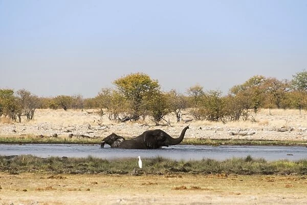Two bathing African Elephants -Loxodonta africana- in the water, Rietfontein waterhole, Etosha National Park, Namibia