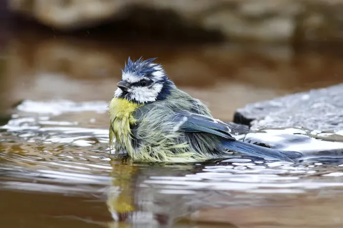Framed Print : Bathing Blue Tit -Parus caeruleus-, Neunkirchen in Siegerland, North Rhine-Westphalia, Germany, Europe Framed Print : Bathing Blue Tit -Parus caeruleus-, Neunkirchen in Siegerland, North Rhine-Westphalia, Germany, Europe