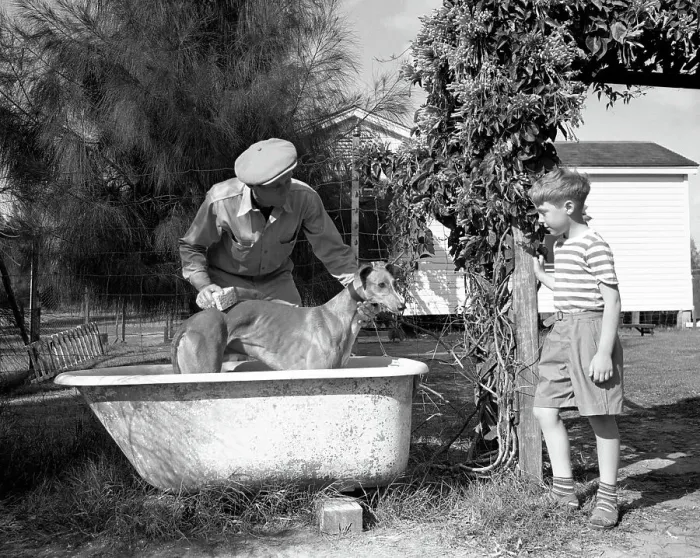 Framed Print : Bathing a Racing Dog Framed Print : Bathing a Racing Dog