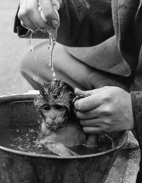 Bathtime For Monkey