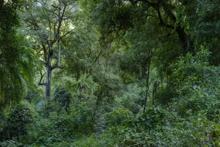Framed Print : Batoka Gorge forests. Victoria Falls. Zambia Framed Print : Batoka Gorge forests. Victoria Falls. Zambia