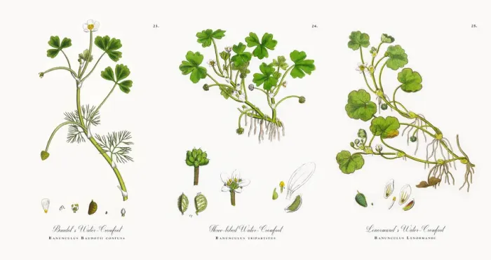 Framed Print : Baudotas Water Crowfoot, Ranunculus Baudotii confusa, Victorian Botanical Illustration, 1863 Framed Print : Baudotas Water Crowfoot, Ranunculus Baudotii confusa, Victorian Botanical Illustration, 1863