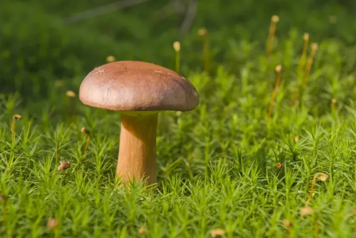 Framed Print : Bay Bolete mushroom (Xerocomus badius) Framed Print : Bay Bolete mushroom (Xerocomus badius)