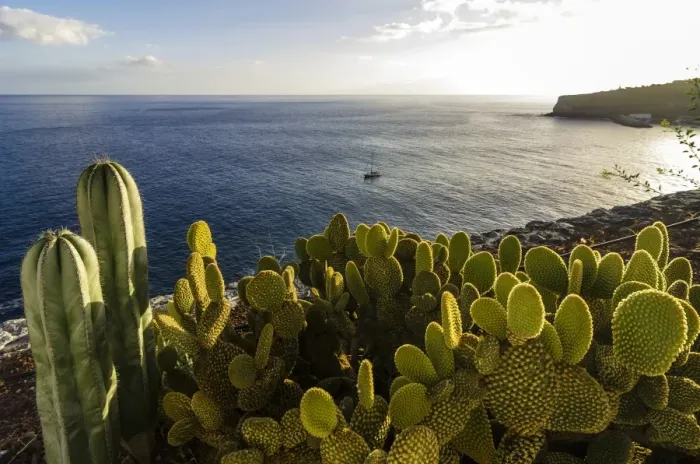 Framed Print : Bay with cacti at front, Laguna de Santiago, La Gomera, Canary Islands, Spain Framed Print : Bay with cacti at front, Laguna de Santiago, La Gomera, Canary Islands, Spain