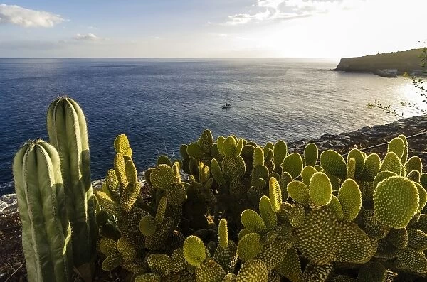 Bay with cacti at front, Laguna de Santiago, La Gomera, Canary Islands, Spain