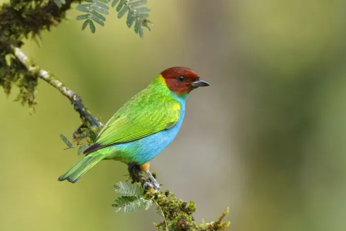 Framed Print : Bay-headed Tanager Framed Print : Bay-headed Tanager