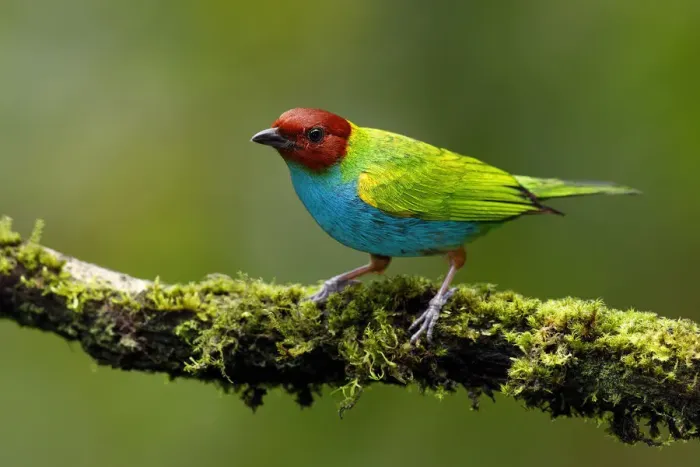 Framed Print : Bay-headed Tanager Framed Print : Bay-headed Tanager