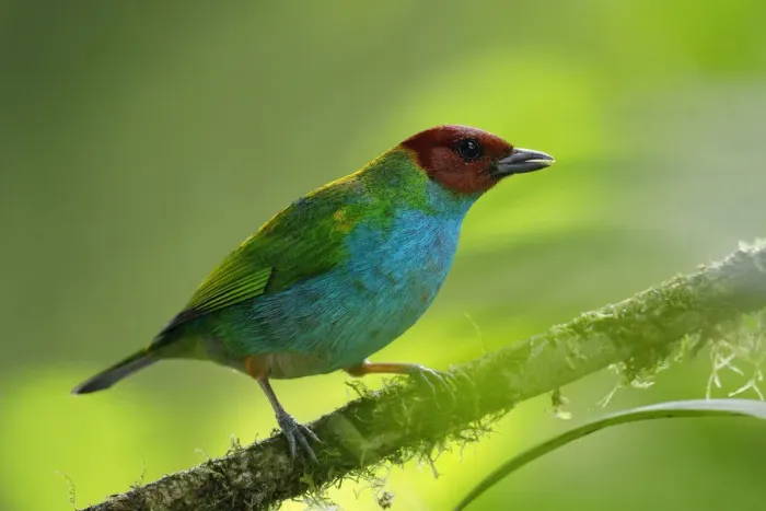 Framed Print : Bay-headed Tanager