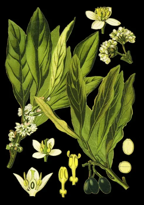 Framed Print : bay tree, laurel, sweet bay, true laurel, Grecian laurel Framed Print : bay tree, laurel, sweet bay, true laurel, Grecian laurel