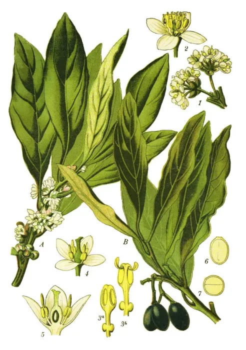 Framed Print : bay tree, laurel, sweet bay, true laurel, Grecian laurel Framed Print : bay tree, laurel, sweet bay, true laurel, Grecian laurel