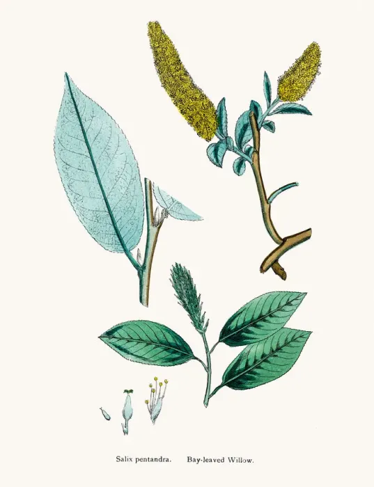 Framed Print : Bay willow
