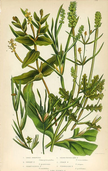 Bayroot, Pond Weed, Lemnoideae, Duckweed, Victorian Botanical Illustration