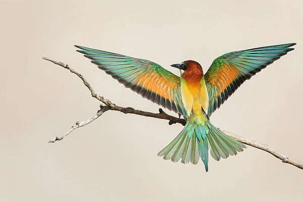 Bea-eater in Flight