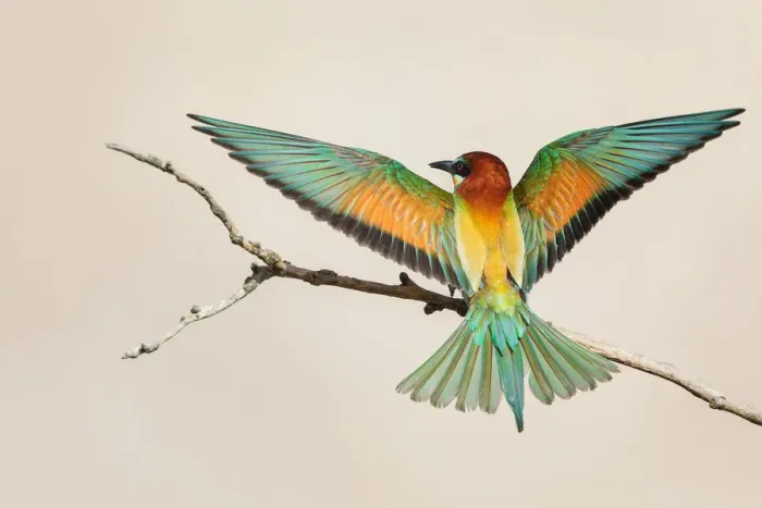 Framed Print : Bea-eater in Flight Framed Print : Bea-eater in Flight