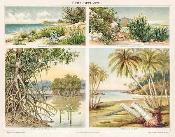 Beach plants chromolithograph 1895