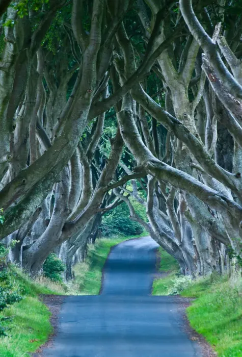 Framed Print : Beach trees on road in Northern Ireland Framed Print : Beach trees on road in Northern Ireland