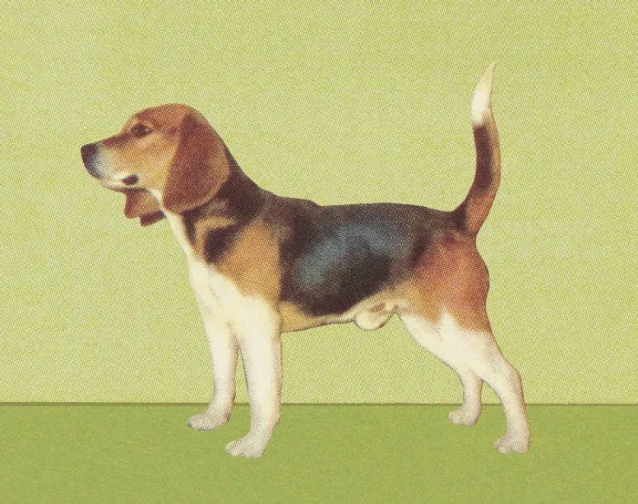 Framed Print : Beagle. http: / / csaimages.com / images / istockprofile / csa_vector_dsp.jpg Framed Print : Beagle. http: / / csaimages.com / images / istockprofile / csa_vector_dsp.jpg