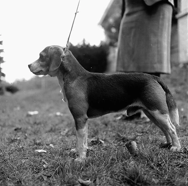 Beagle. circa 1955: The beagle is a popular breed used as either a house