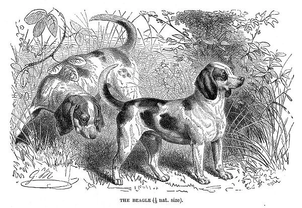 Beagle dog engraving 1894