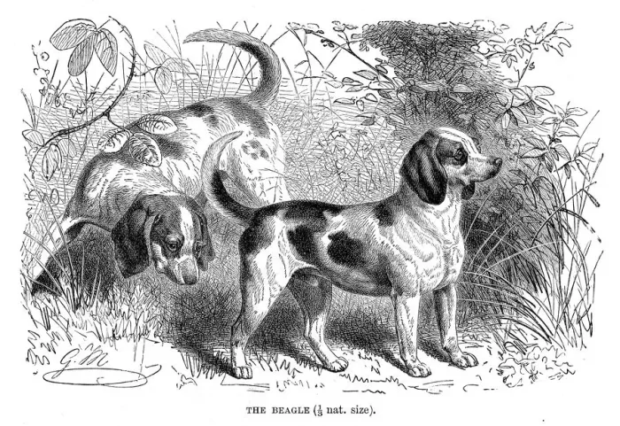 Framed Print : Beagle dog engraving 1894 Framed Print : Beagle dog engraving 1894