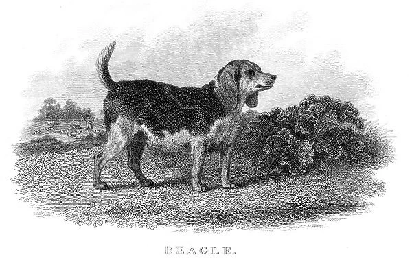 Beagle hunting dog engraving 1812
