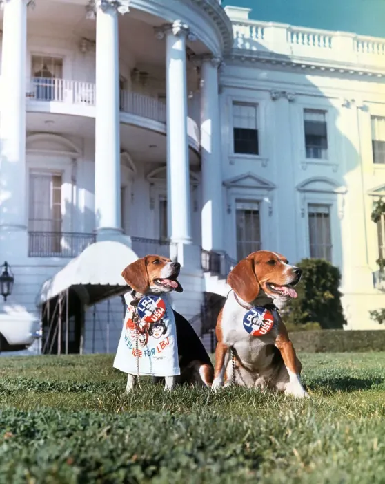 Framed Print : Beagles Campaigning for Lyndon B Johnson at White House Framed Print : Beagles Campaigning for Lyndon B Johnson at White House