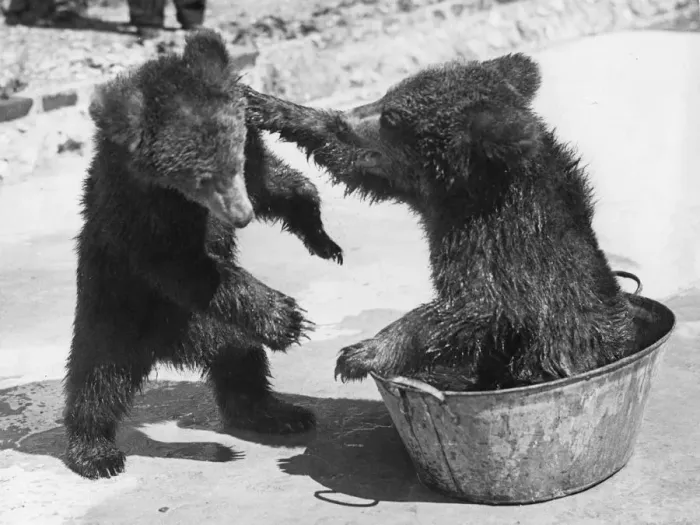 Framed Print : Bear Baiting Framed Print : Bear Baiting