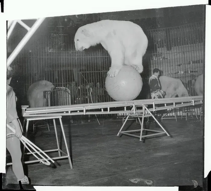 Framed Print : Bear Balancing Itself on Ball Framed Print : Bear Balancing Itself on Ball