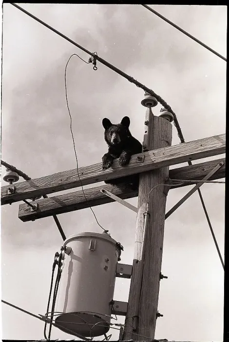 Framed Print : Bear Cub on Telephone Pole