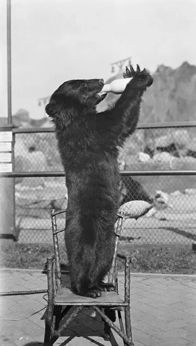 Framed Print : Bear Drinking from Bottle