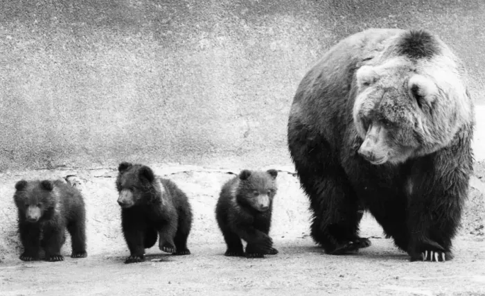 Framed Print : Bear Family Framed Print : Bear Family