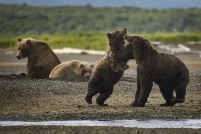 Framed Print : Bear hang out Framed Print : Bear hang out