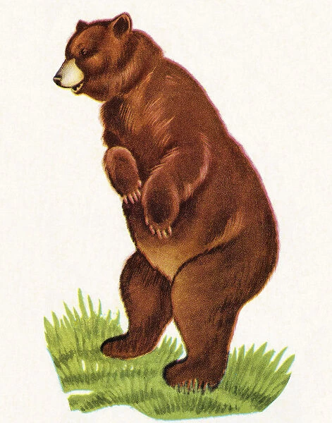Bear Standing Up