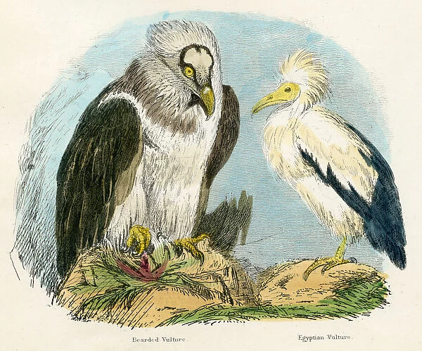 Bearded and Egyptian vultures bird engraving 1893