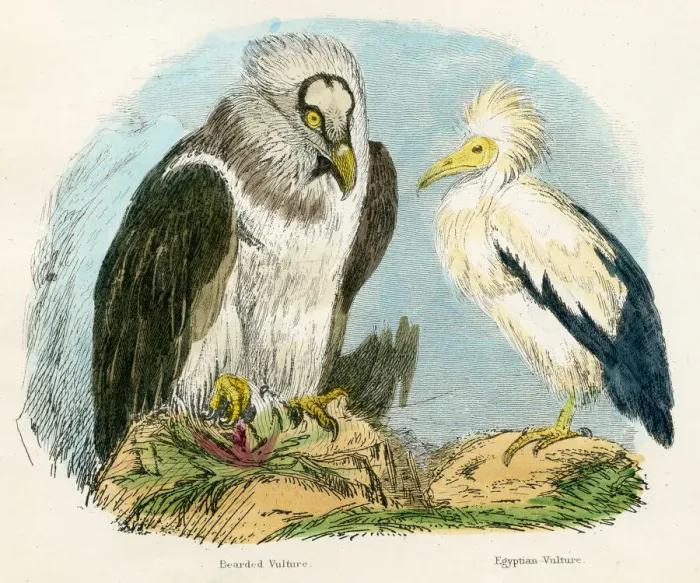 Framed Print : Bearded and Egyptian vultures bird engraving 1893 Framed Print : Bearded and Egyptian vultures bird engraving 1893