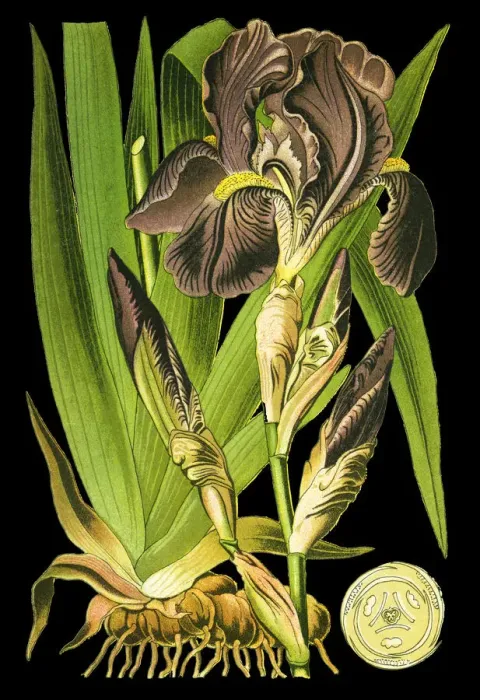 Framed Print : bearded iris or German bearded iris Framed Print : bearded iris or German bearded iris