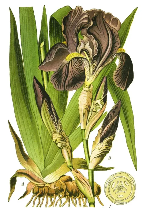 Framed Print : bearded iris or German bearded iris Framed Print : bearded iris or German bearded iris