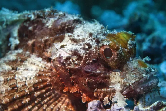 Framed Print : Bearded Scorpionfish -Scorpaenopsis barbata-, Gulf of Oman, Oman Framed Print : Bearded Scorpionfish -Scorpaenopsis barbata-, Gulf of Oman, Oman