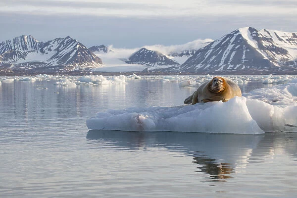 Bearded seal (Erignathus barbatus) resting on sea ice, Svalbard, Norway