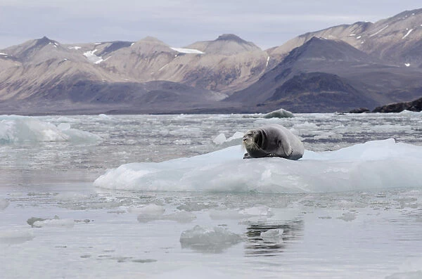 Bearded Seal -Erignathus barbatus- in Fjortende Julibreen, Fjortende Julibukta, Spitsbergen Island, Svalbard Archipelago, Svalbard and Jan Mayen, Norway