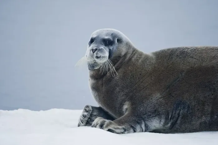 Framed Print : Bearded Seal, Nordaustlandet, Svalbard, Norway Framed Print : Bearded Seal, Nordaustlandet, Svalbard, Norway