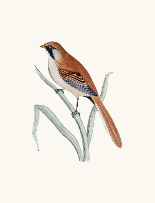 Framed Print : Bearded titmouse Framed Print : Bearded titmouse