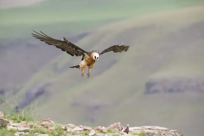 Framed Print : Bearded Vulture (Gypaetus Barbatus) in flight - Giants Castle, South Africa