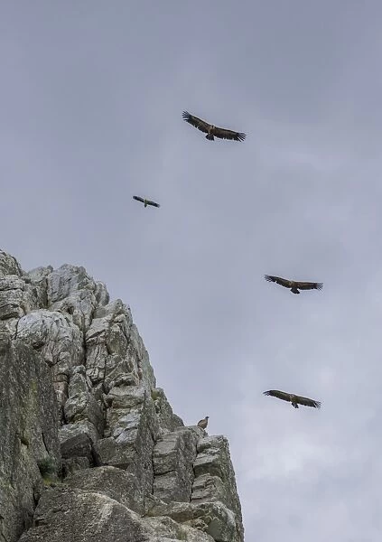 Bearded vultures -Gypaetus barbatus- in flight, Extremadura, Spain