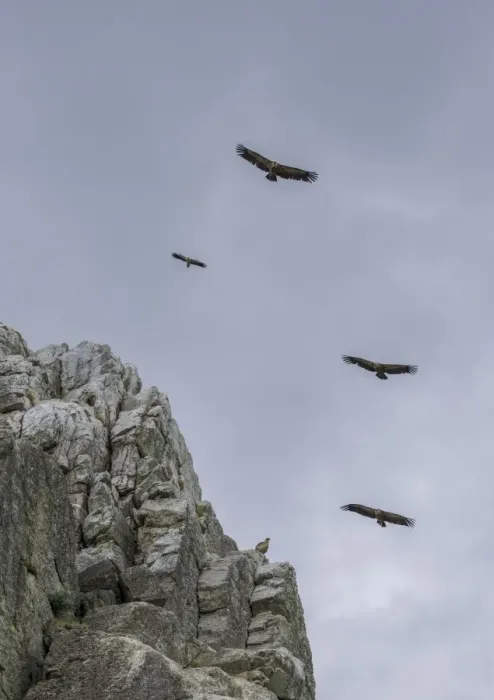 Framed Print : Bearded vultures -Gypaetus barbatus- in flight, Extremadura, Spain Framed Print : Bearded vultures -Gypaetus barbatus- in flight, Extremadura, Spain