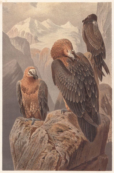 Bearded vultures (Gypaetus barbatus), lithograph, published in 1882