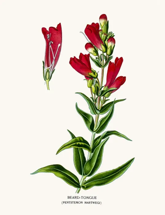 Framed Print : Beardtongues flower Framed Print : Beardtongues flower